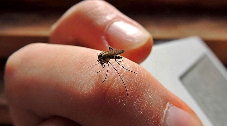 noticiaspuertosantacruz.com.ar - Imagen extraida de: https://www.minutoya.com/nota/171240-confirmaron-nuevas-muertes-por-dengue-en-corrientes/